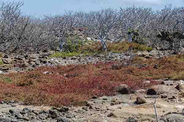 113 - Ecuador - islas Galapagos - isla Seymour Norte